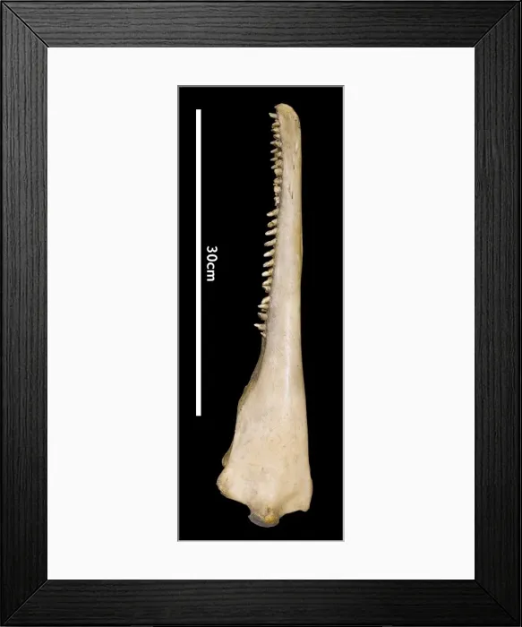 Framed Print : Sousa teuszii, Atlantic Hump-backed Dolphin Framed Print : Sousa teuszii, Atlantic Hump-backed Dolphin