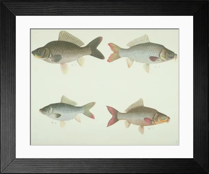 Framed Print : LS Plate 173 from the John Reeves Collection Framed Print : LS Plate 173 from the John Reeves Collection