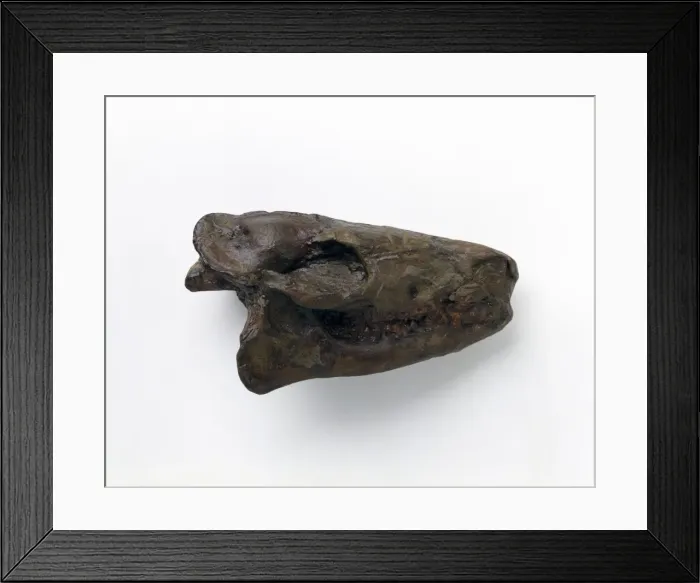 Framed Print : Hyracotherium skull Framed Print : Hyracotherium skull