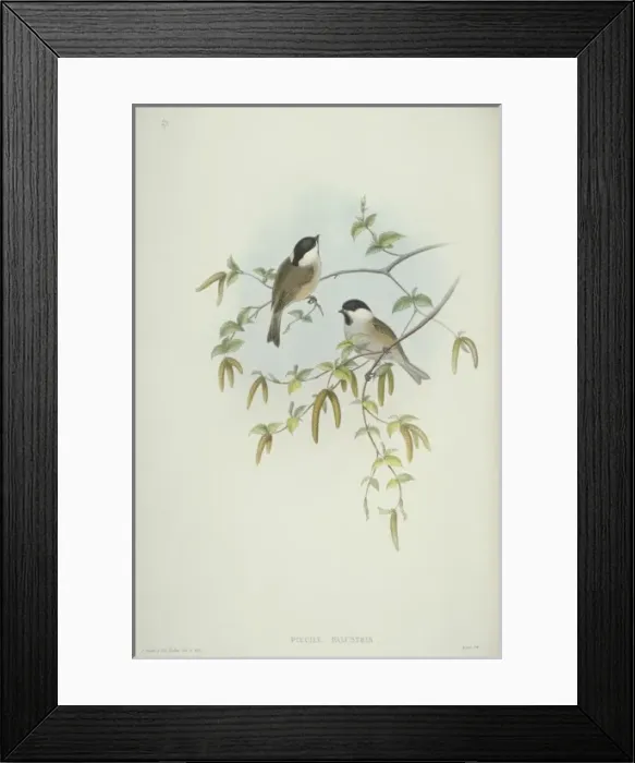 Framed Print : Parus palustris, marsh tit Framed Print : Parus palustris, marsh tit