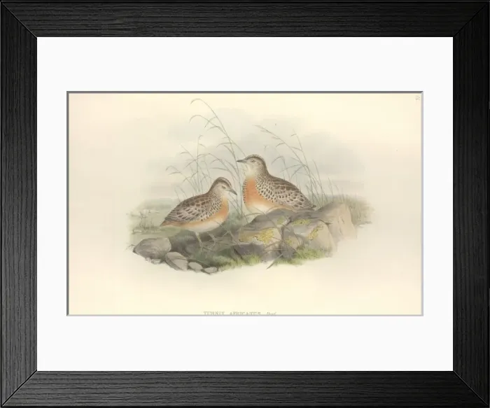 Framed Print : Turnix sylvaticus, Common buttonquail Framed Print : Turnix sylvaticus, Common buttonquail
