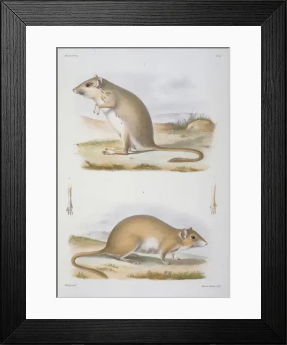 Framed Print : Meriones unguiculatus, Mongolian jird Framed Print : Meriones unguiculatus, Mongolian jird