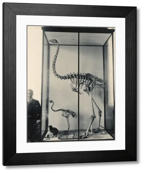 Framed Print : Dinoris sp. moa skeletons Framed Print : Dinoris sp. moa skeletons