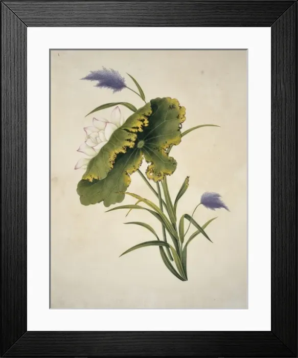 Framed Print : Nelumbo nucifera, sacred lotus Framed Print : Nelumbo nucifera, sacred lotus