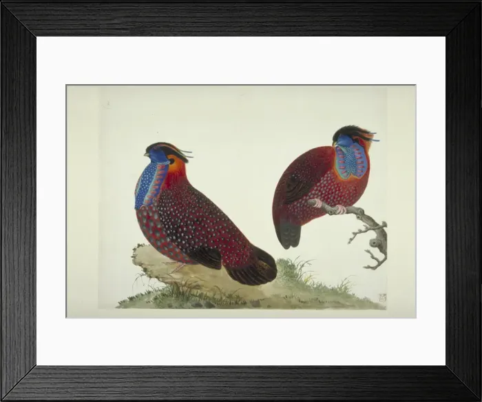Framed Print : Tragopan temminckii, Temmincks tragopan Framed Print : Tragopan temminckii, Temmincks tragopan