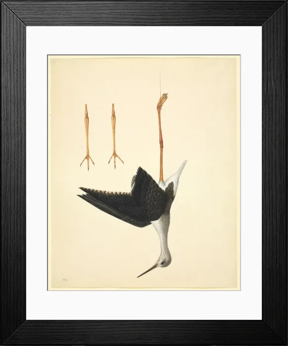 Framed Print : Himantopus himantopus, black-winged stilt Framed Print : Himantopus himantopus, black-winged stilt