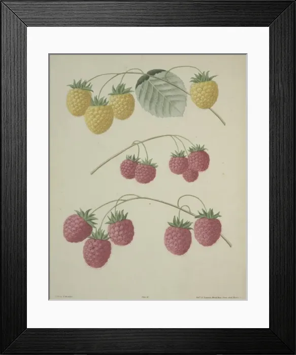 Framed Print : The Raspberry Framed Print : The Raspberry