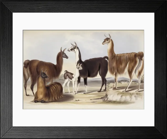 Framed Print : Lama glama, llama Framed Print : Lama glama, llama