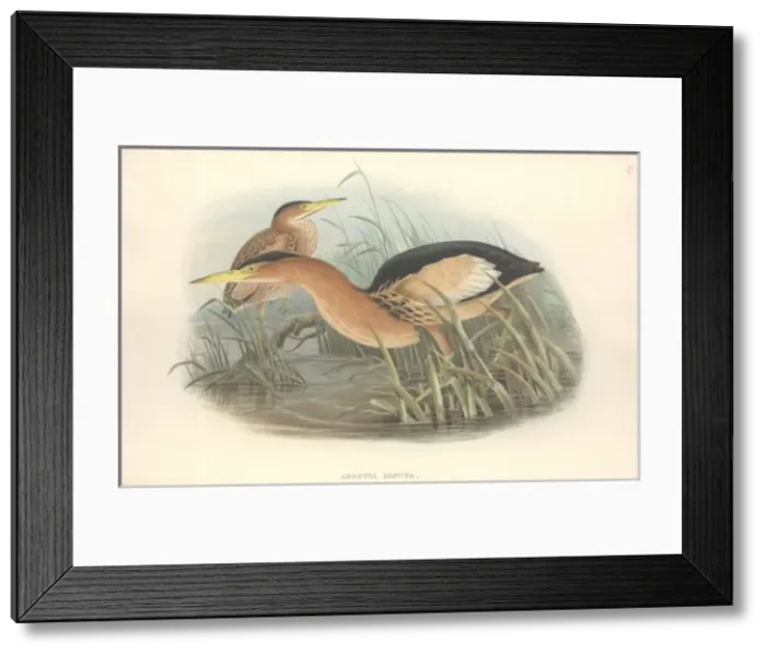 Framed Print : Ixobrychus minutus, little bittern Framed Print : Ixobrychus minutus, little bittern