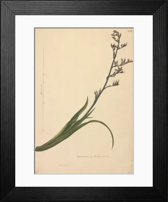 Framed Print : Phormium tenax Framed Print : Phormium tenax