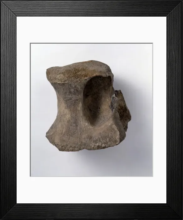 Framed Print : Bothriospondylus madagascariensis Framed Print : Bothriospondylus madagascariensis