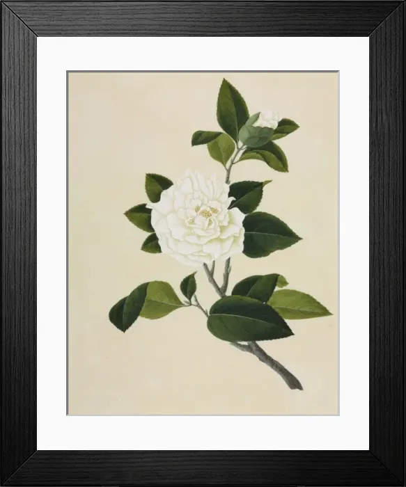Framed Print : Camelia cv Framed Print : Camelia cv
