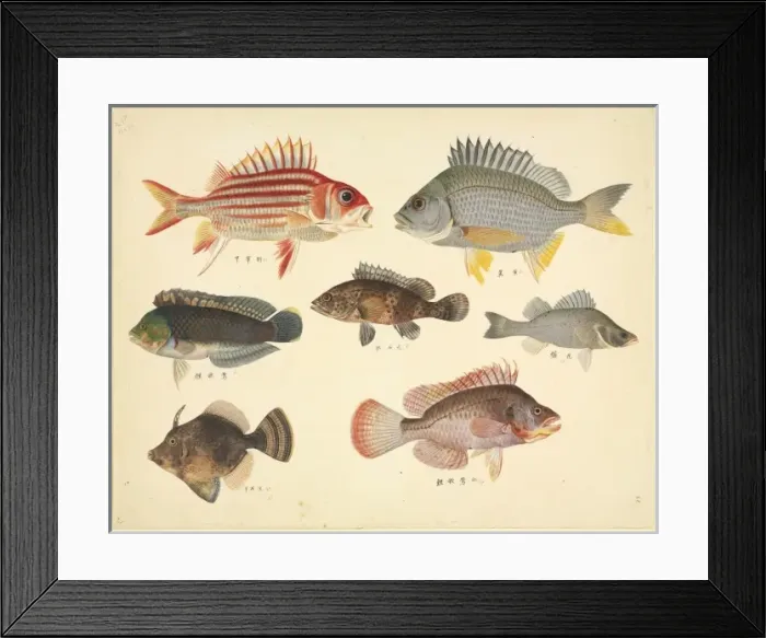 Framed Print : Plate 110 from the John Reeves Collection Framed Print : Plate 110 from the John Reeves Collection