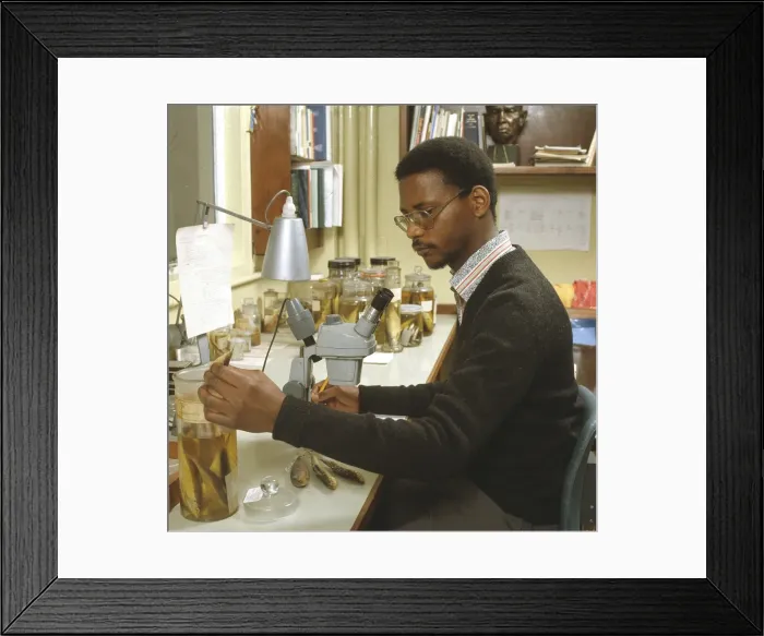 Framed Print : Taxonomic research in the fish section Framed Print : Taxonomic research in the fish section