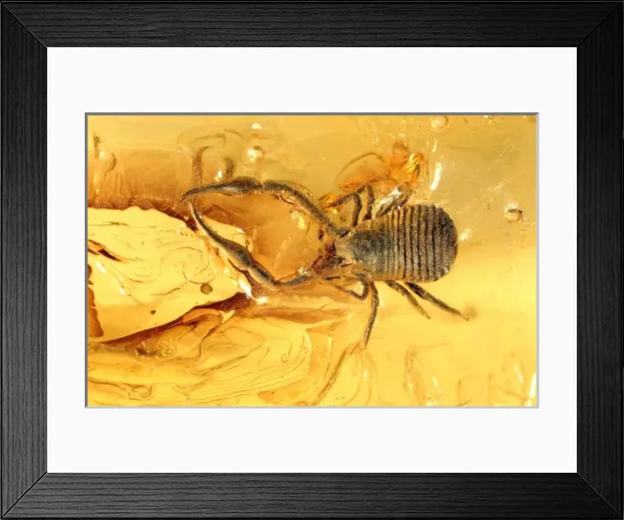 Framed Print : Pseudoscorpion in Baltic amber Framed Print : Pseudoscorpion in Baltic amber