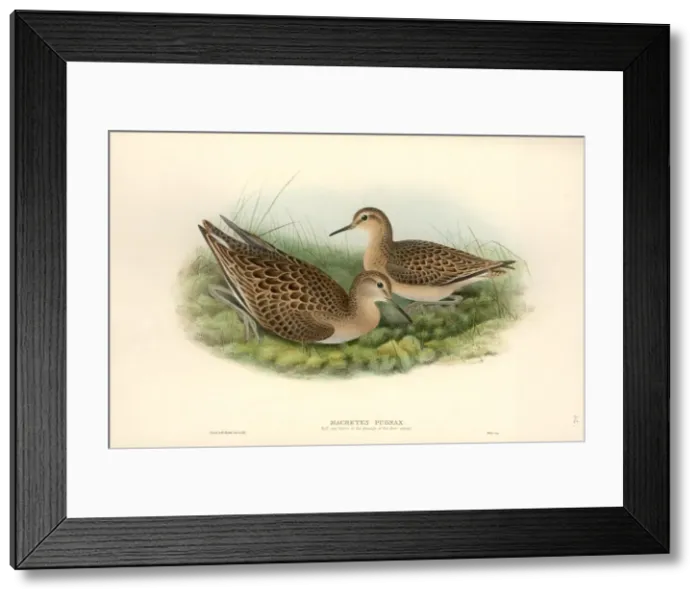 Framed Print : Philomacus pugnax, ruff Framed Print : Philomacus pugnax, ruff