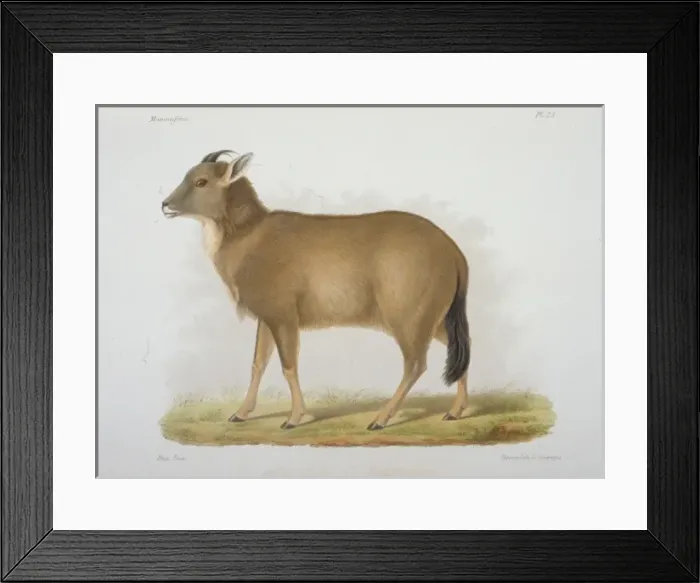 Framed Print : Antilope caudata, blackbuck Framed Print : Antilope caudata, blackbuck