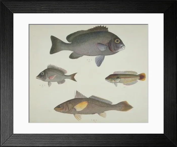 Framed Print : LS Plate 112 from the John Reeves Collection Framed Print : LS Plate 112 from the John Reeves Collection
