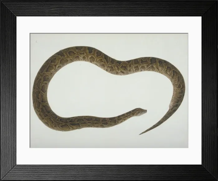 Framed Print : LS Plate 105 from the John Reeves Collection (Zoology) Framed Print : LS Plate 105 from the John Reeves Collection (Zoology)