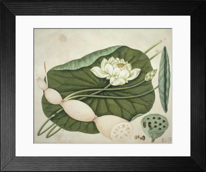 Framed Print : Nelumbo nucifera, sacred lotus Framed Print : Nelumbo nucifera, sacred lotus