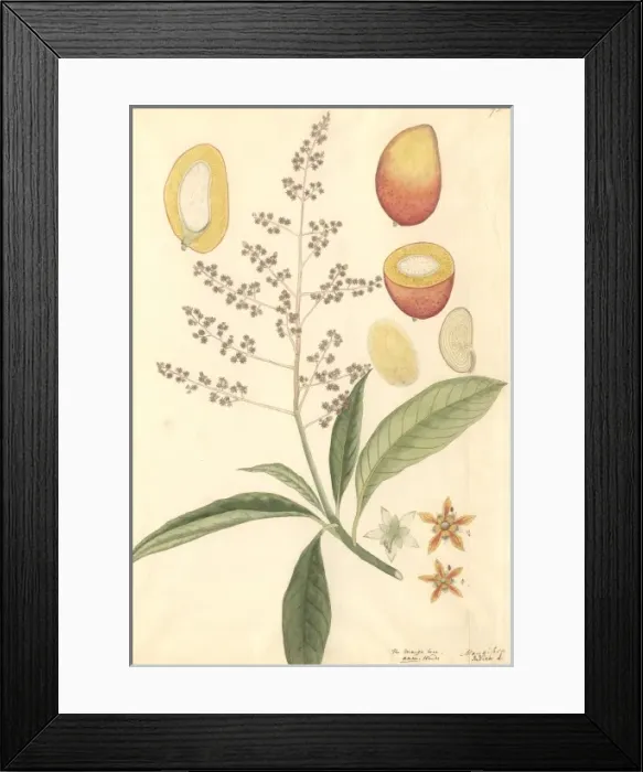 Framed Print : Mangifera sp. mango Framed Print : Mangifera sp. mango