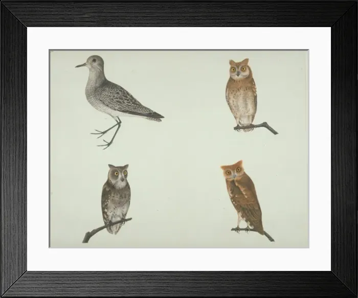 Framed Print : Pluvalis squatarola, grey plover and other owls Framed Print : Pluvalis squatarola, grey plover and other owls
