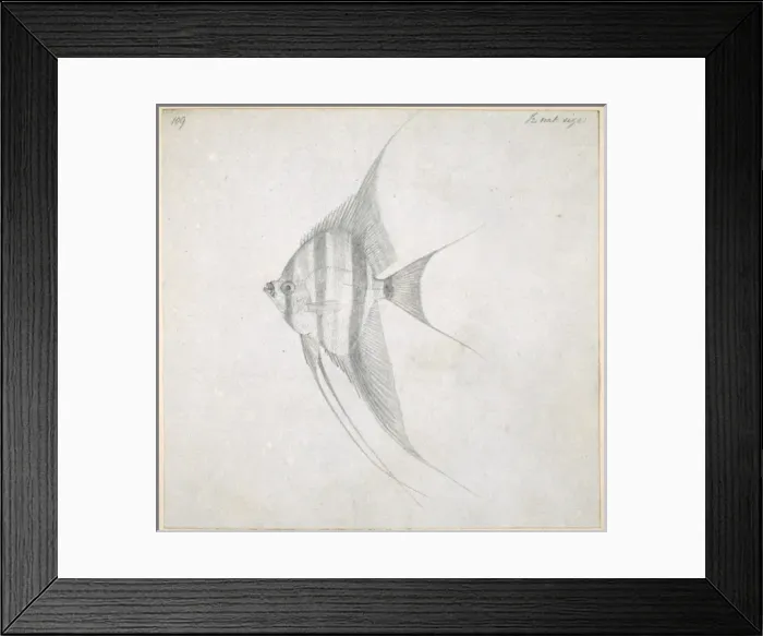 Framed Print : Chaetodon sp. butterflyfish Framed Print : Chaetodon sp. butterflyfish