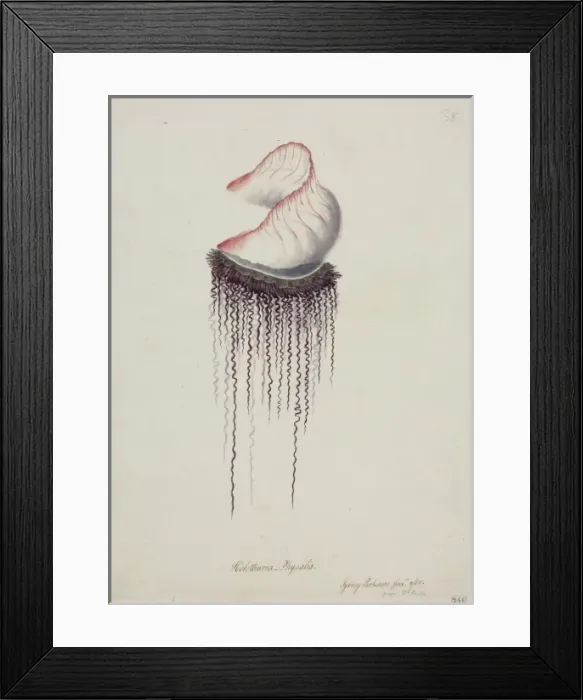 Framed Print : Physalia physalis, Portuguese man-of-war Framed Print : Physalia physalis, Portuguese man-of-war