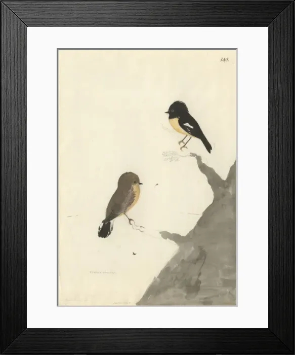 Framed Print : Petroica macrocephala, New Zealand tit Framed Print : Petroica macrocephala, New Zealand tit