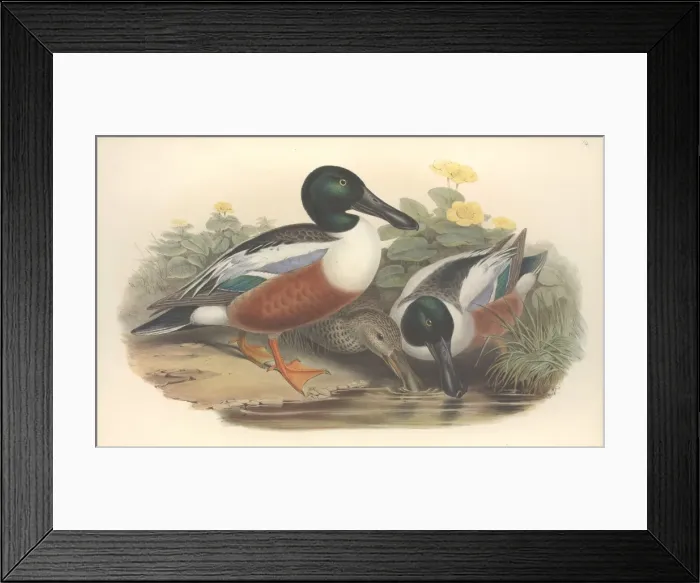 Framed Print : Anas clypeata, northern shoveller Framed Print : Anas clypeata, northern shoveller