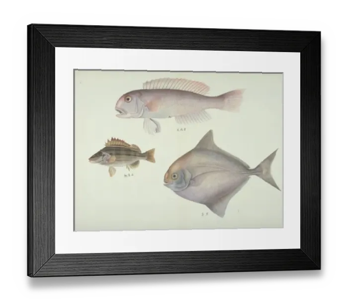 Framed Print : Plate 137 from the John Reeves Collection Framed Print : Plate 137 from the John Reeves Collection