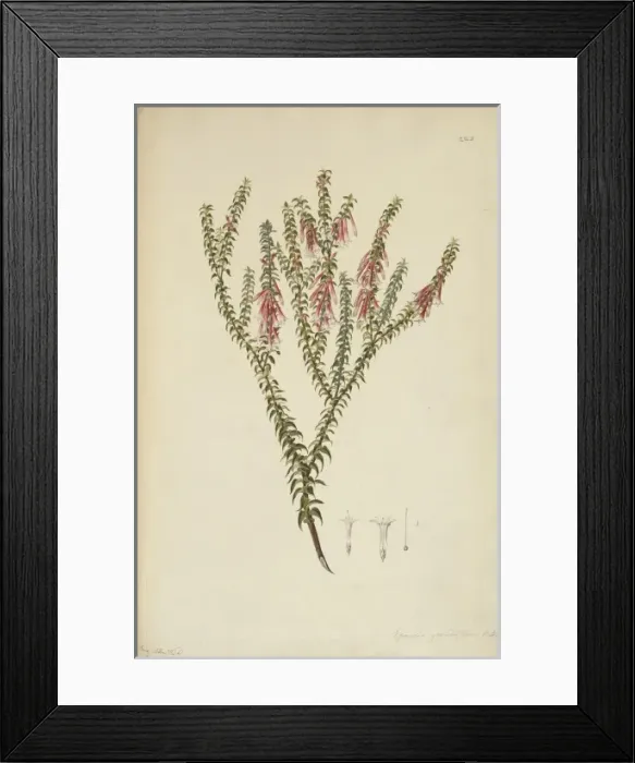 Framed Print : Epacris longiflora, fuschia heath Framed Print : Epacris longiflora, fuschia heath