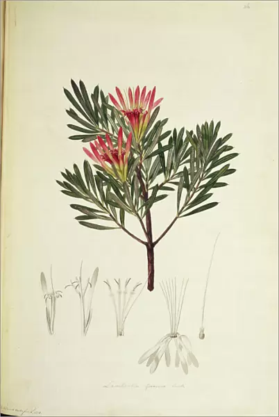 Lambertia formosa, honey flower