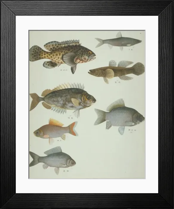 Framed Print : LS Plate 118 from the John Reeves Collection Framed Print : LS Plate 118 from the John Reeves Collection