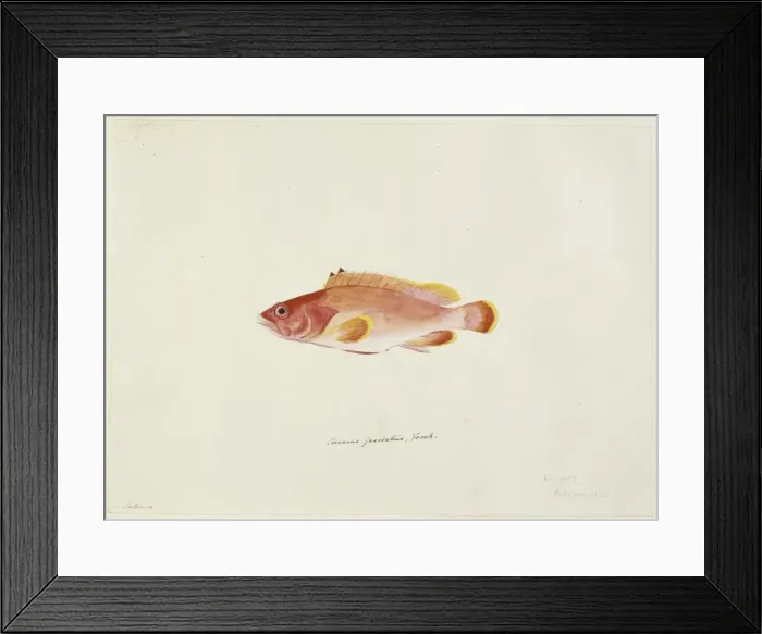 Framed Print : Epinephelus fasciatus, black-tipped rockcod Framed Print : Epinephelus fasciatus, black-tipped rockcod