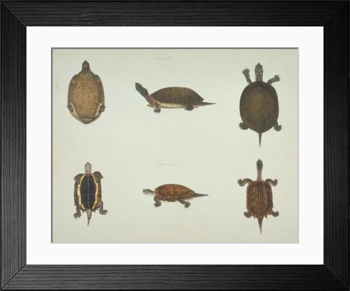 Framed Print : LS Plate 103 from the John Reeves Collection (Zoology) Framed Print : LS Plate 103 from the John Reeves Collection (Zoology)