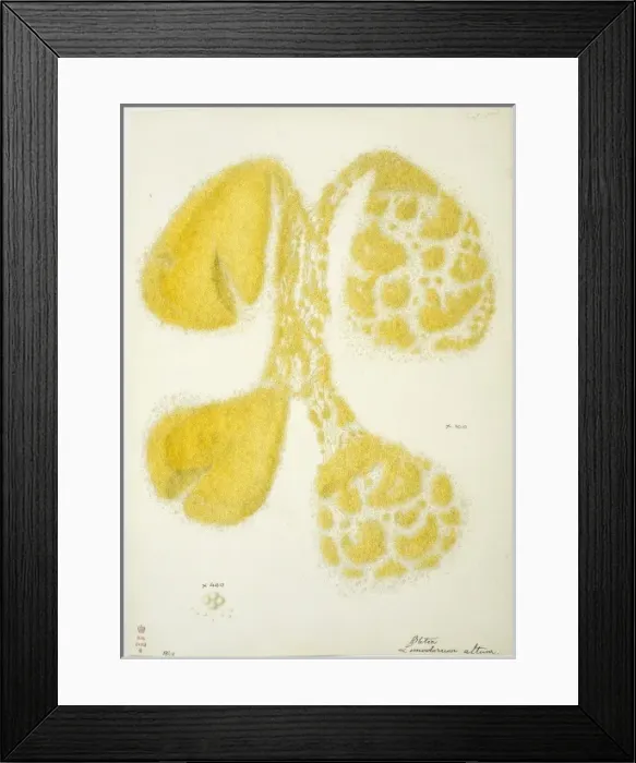 Framed Print : Limodorum altum, squashed orchid pollina Framed Print : Limodorum altum, squashed orchid pollina