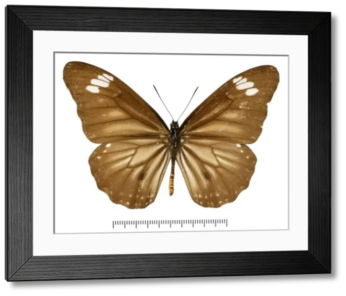 Framed Print : Danaus melanippus taimanu Framed Print : Danaus melanippus taimanu