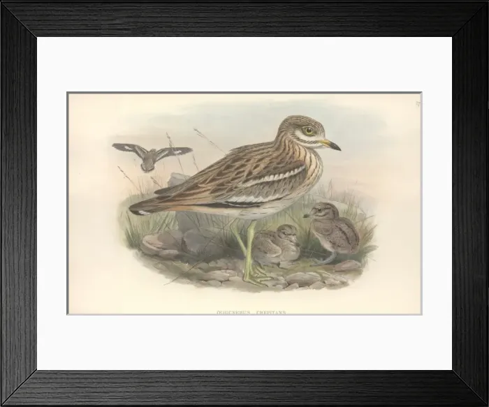 Framed Print : Burhinus oedicnemus, Eurasian stone curlew Framed Print : Burhinus oedicnemus, Eurasian stone curlew