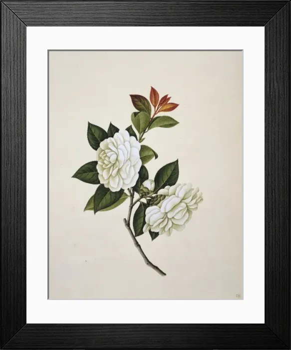 Framed Print : Flower Illustration from the Reeves Collection Framed Print : Flower Illustration from the Reeves Collection