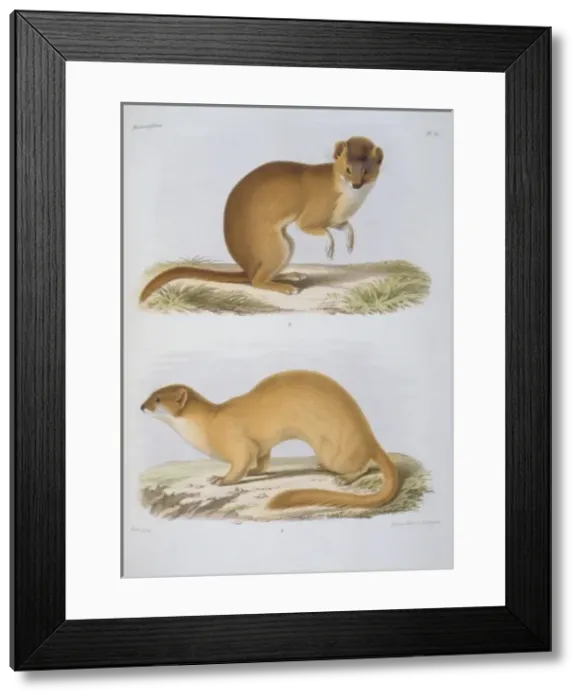 Framed Print : Putorius fontanierii & P. astutus Framed Print : Putorius fontanierii & P. astutus