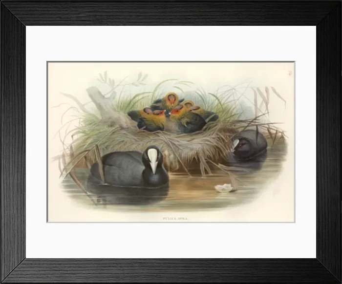 Framed Print : Fulica atra, common coot Framed Print : Fulica atra, common coot