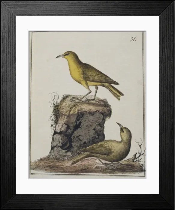 Framed Print : Hemignathus virens, Hawaii amakihi Framed Print : Hemignathus virens, Hawaii amakihi