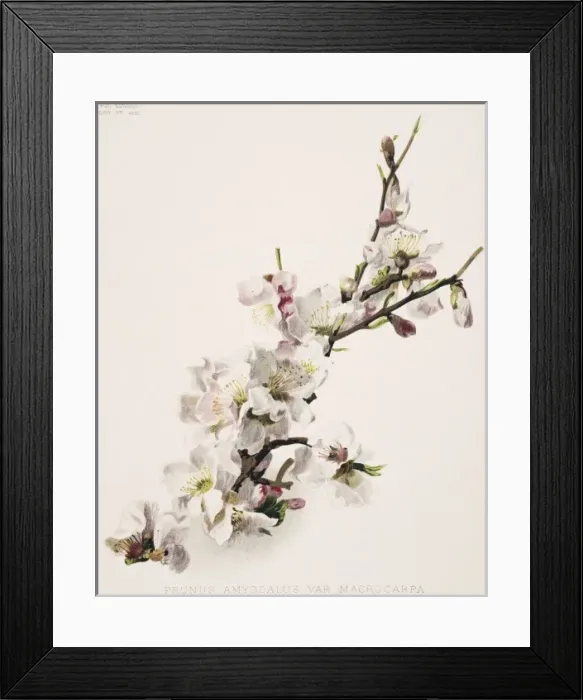Framed Print : Prunus amygdalus, almond Framed Print : Prunus amygdalus, almond