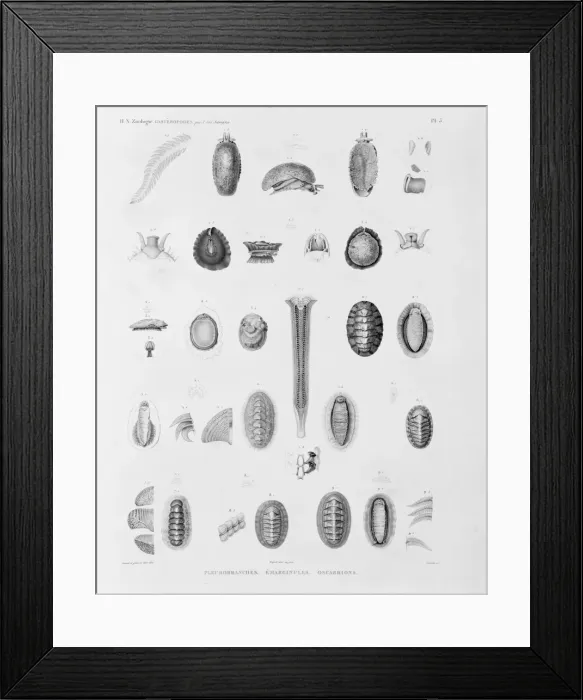 Framed Print : Collection of sea creatures Framed Print : Collection of sea creatures