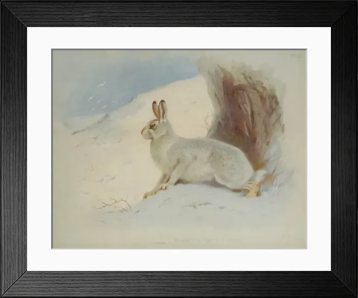Framed Print : Lepus timidus, Arctic hare Framed Print : Lepus timidus, Arctic hare