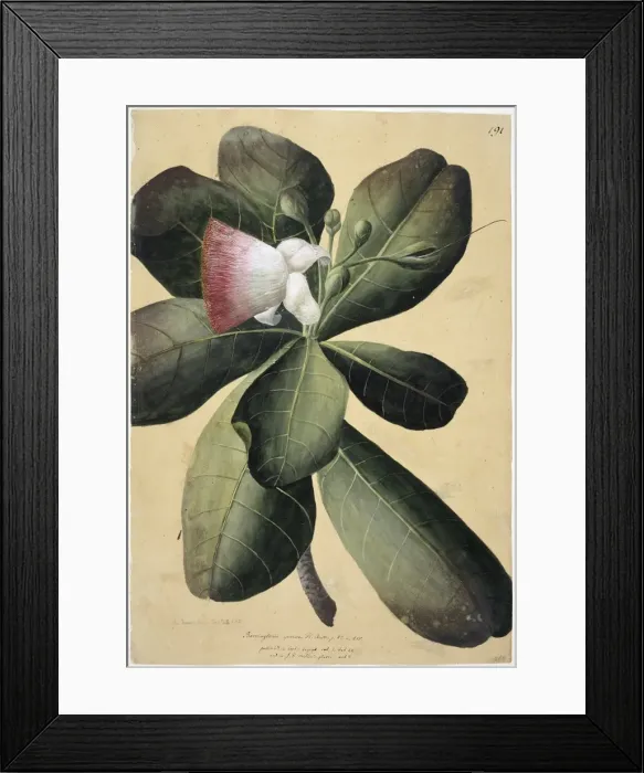 Framed Print : Barringtonia speciosa, barringtonia tree Framed Print : Barringtonia speciosa, barringtonia tree