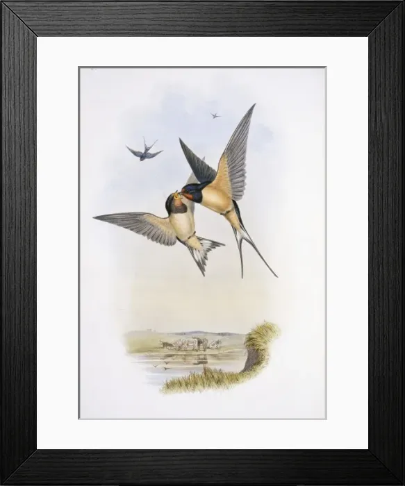 Framed Print : Hirundo rustica, barn swallow Framed Print : Hirundo rustica, barn swallow