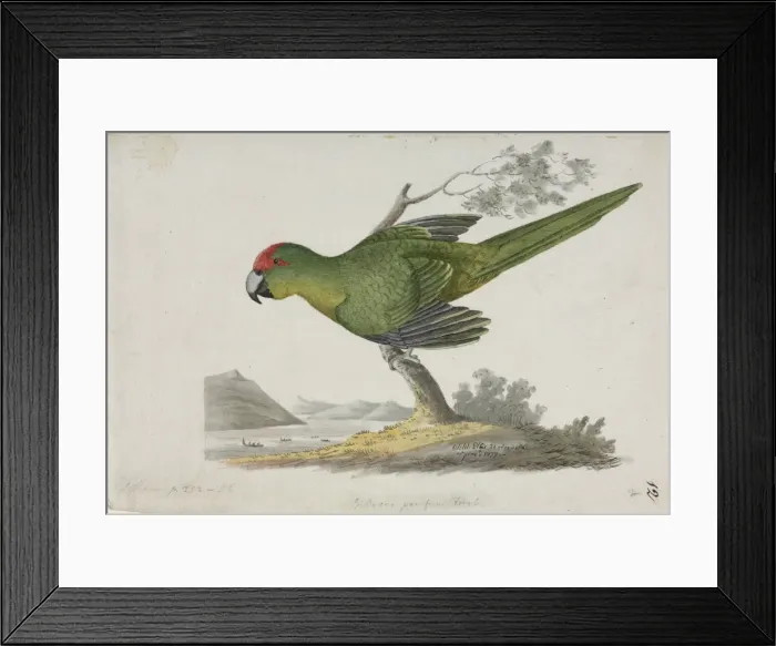 Framed Print : Cyanoramphus novaezelandiae, red-fronted parakeet Framed Print : Cyanoramphus novaezelandiae, red-fronted parakeet