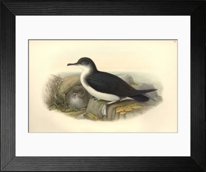 Framed Print : Puffinus puffinus, Manx shearwater Framed Print : Puffinus puffinus, Manx shearwater